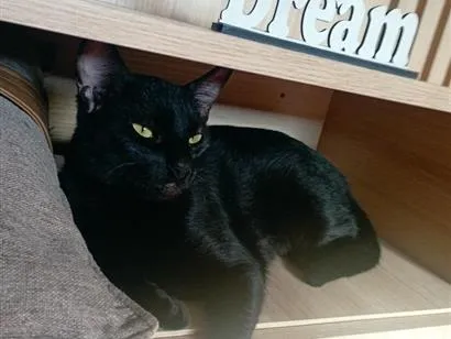 Gato raça SRD-ViraLata idade 2 anos nome Wandinha