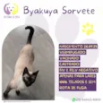 Byakuya Sorvete