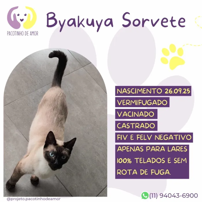 Gato raça Siamês idade 7 a 11 meses nome Byakuya Sorvete
