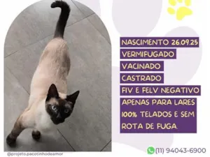 Gato raça Siamês idade 7 a 11 meses nome Byakuya Sorvete