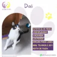 Dali
