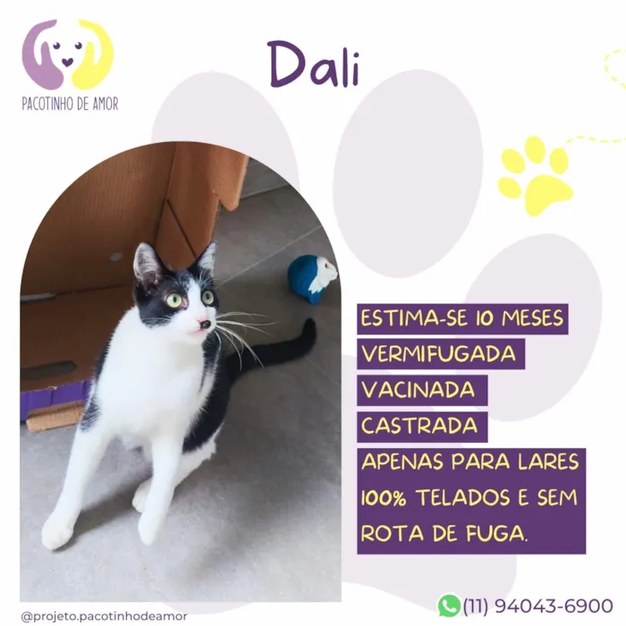 Gato raça SRD-ViraLata idade 7 a 11 meses nome Dali