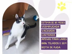 Gato raça SRD-ViraLata idade 7 a 11 meses nome Dali