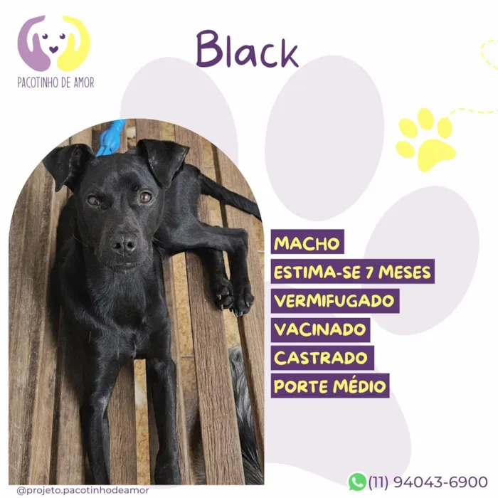 Cachorro raça SRD-ViraLata idade 7 a 11 meses nome Black