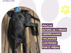 Cachorro raça SRD-ViraLata idade 7 a 11 meses nome Black
