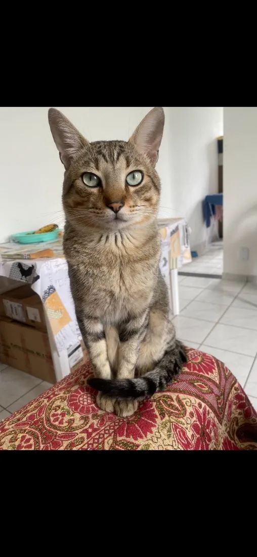 Gato raça SRD-ViraLata idade 3 anos nome Charlie 