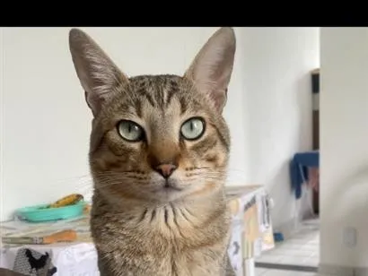 Gato raça SRD-ViraLata idade 3 anos nome Charlie 