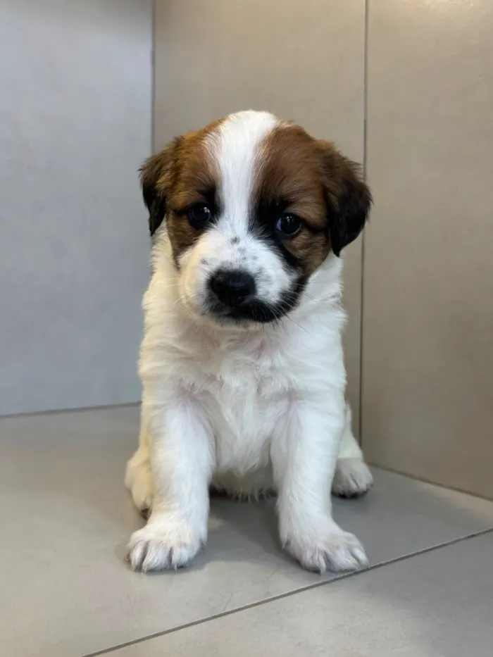 Cachorro raça SRD-ViraLata idade 2 a 6 meses nome Helena 