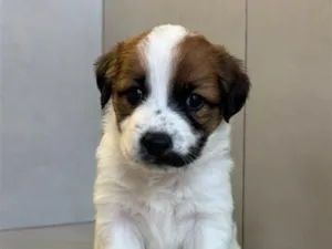Cachorro raça SRD-ViraLata idade 2 a 6 meses nome Helena 