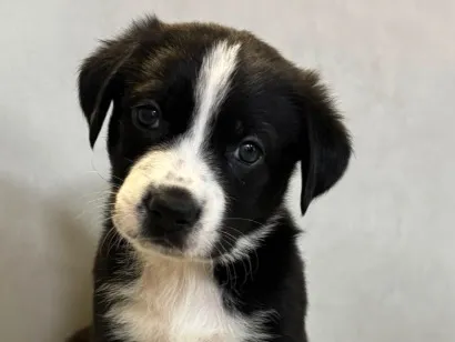 Cachorro raça SRD-ViraLata idade 2 a 6 meses nome Maribel 