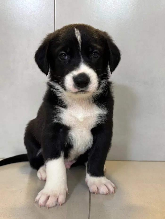 Cachorro raça SRD-ViraLata idade 2 a 6 meses nome Adônis