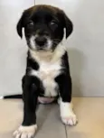 Gigi