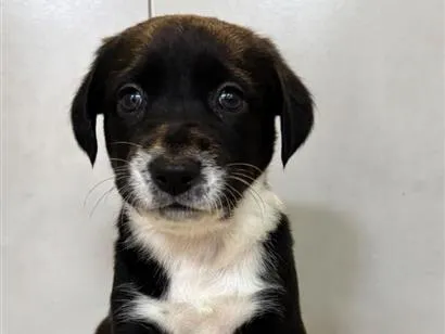 Cachorro raça SRD-ViraLata idade 2 a 6 meses nome Gigi