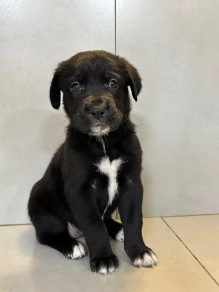 Cachorro raça SRD-ViraLata idade 2 a 6 meses nome Ursula