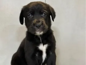 Cachorro raça SRD-ViraLata idade 2 a 6 meses nome Ursula
