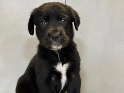 Cachorro raça SRD-ViraLata idade 2 a 6 meses nome Ursula