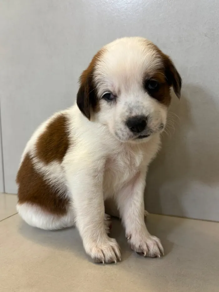 Cachorro raça SRD-ViraLata idade 2 a 6 meses nome Magali 