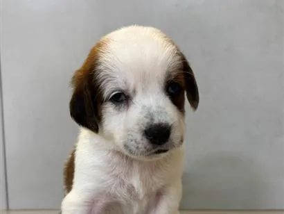 Cachorro raça SRD-ViraLata idade 2 a 6 meses nome Magali 