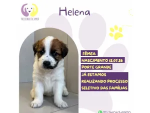 Cachorro raça SRD-ViraLata idade 2 a 6 meses nome Magali 