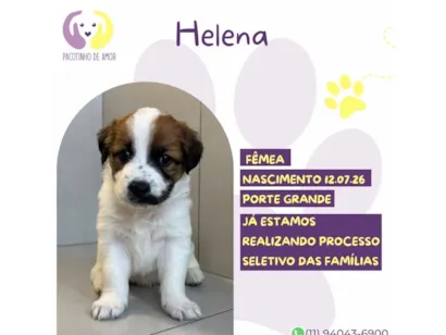 Cachorro raça SRD-ViraLata idade 2 a 6 meses nome Magali 