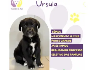 Cachorro raça SRD-ViraLata idade 2 a 6 meses nome Ursula