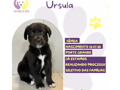 Cachorro raça SRD-ViraLata idade 2 a 6 meses nome Ursula