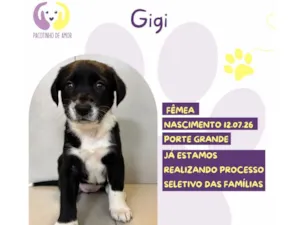 Cachorro raça SRD-ViraLata idade 2 a 6 meses nome Gigi