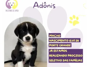 Cachorro raça SRD-ViraLata idade 2 a 6 meses nome Adônis