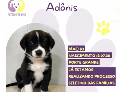 Cachorro raça SRD-ViraLata idade 2 a 6 meses nome Adônis