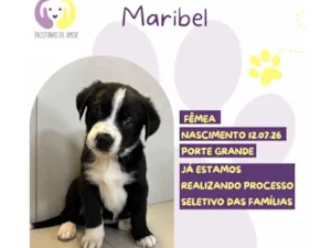 Cachorro raça SRD-ViraLata idade 2 a 6 meses nome Maribel 