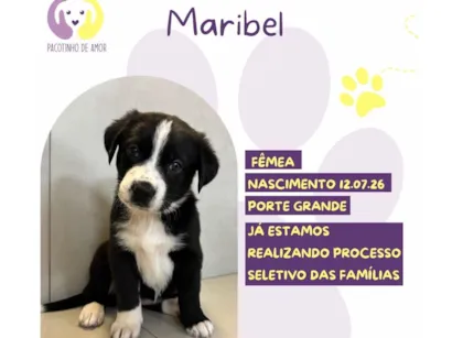 Cachorro raça SRD-ViraLata idade 2 a 6 meses nome Maribel 