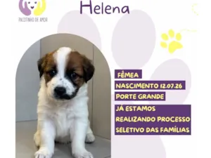 Cachorro raça SRD-ViraLata idade 2 a 6 meses nome Helena 