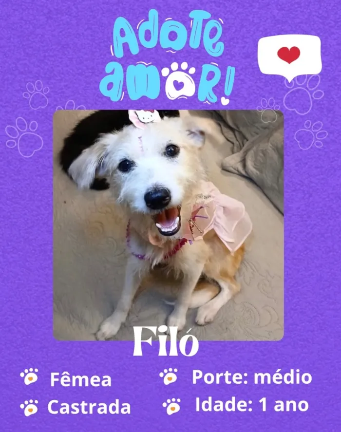 Cachorro raça SRD-ViraLata idade 1 ano nome Filó