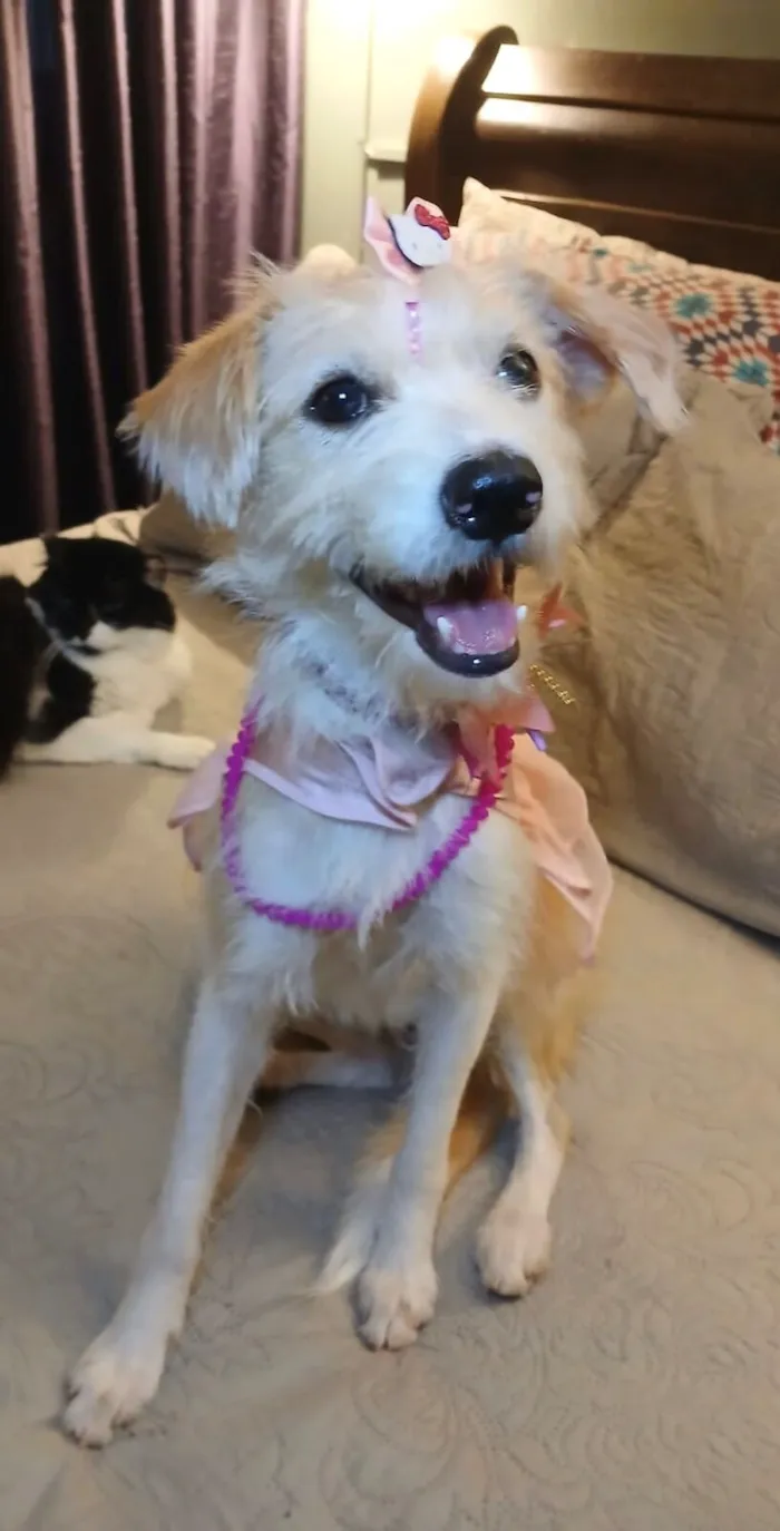 Cachorro raça SRD-ViraLata idade 1 ano nome Filó