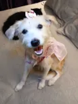 Filó