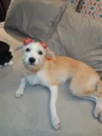 Filó