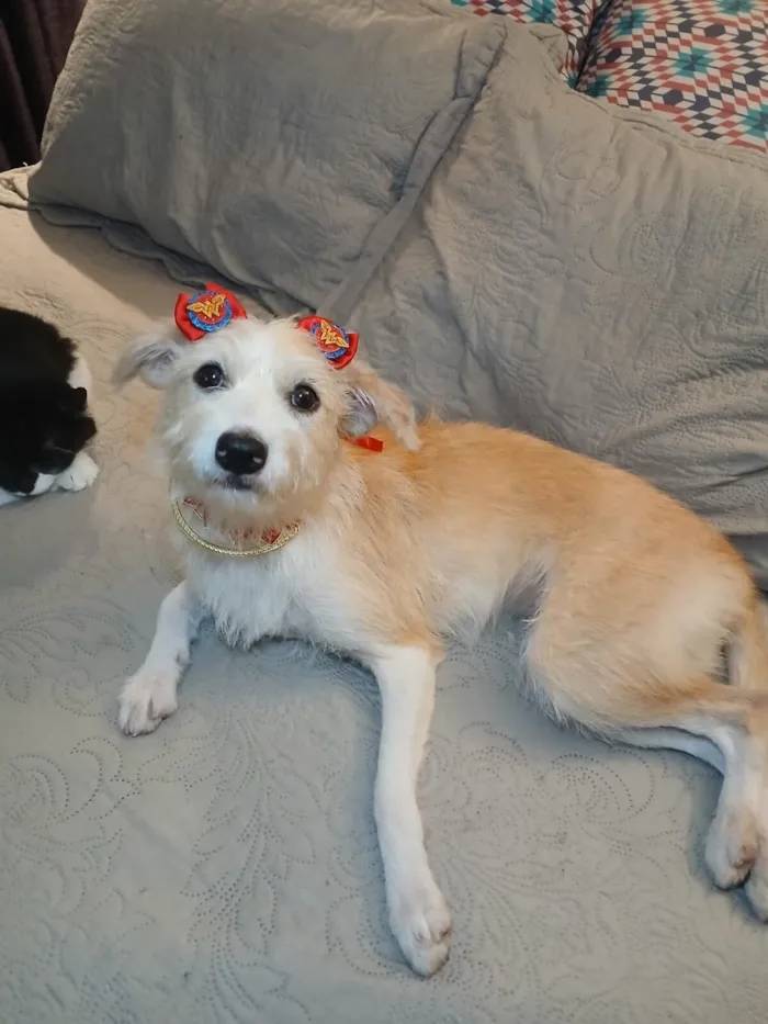 Cachorro raça SRD-ViraLata idade 1 ano nome Filó