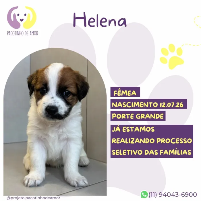 Cachorro raça SRD-ViraLata idade 2 a 6 meses nome Helena