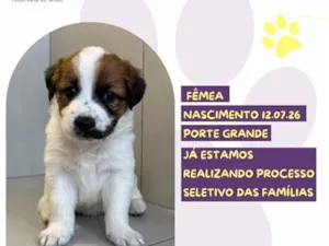 Cachorro raça SRD-ViraLata idade 2 a 6 meses nome Helena