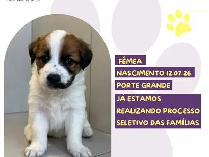 Cachorro raça SRD-ViraLata idade 2 a 6 meses nome Helena