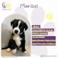 Maribel