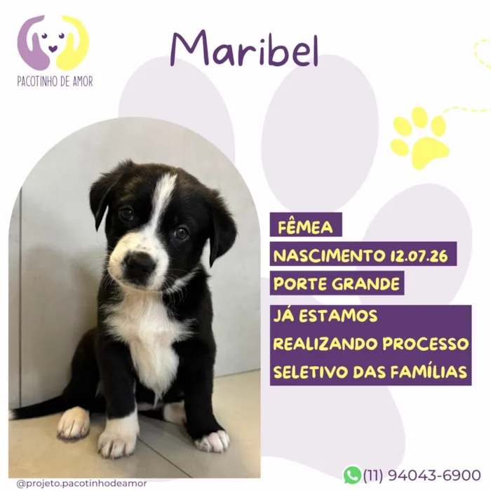 Cachorro raça SRD-ViraLata idade 2 a 6 meses nome Maribel