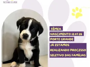 Cachorro raça SRD-ViraLata idade 2 a 6 meses nome Maribel