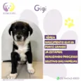 Gigi