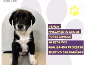 Cachorro raça SRD-ViraLata idade 2 a 6 meses nome Gigi