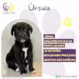Ursula