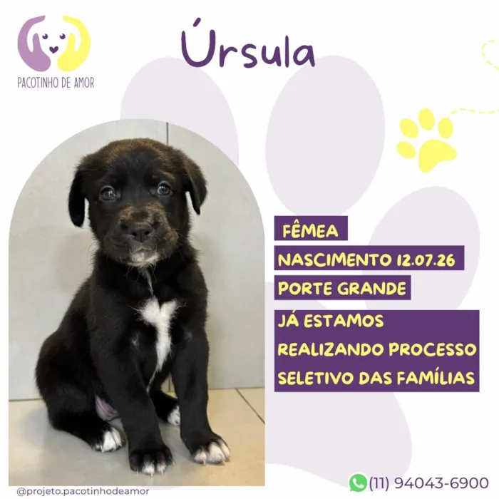 Cachorro raça SRD-ViraLata idade Abaixo de 2 meses nome Ursula