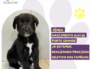 Cachorro raça SRD-ViraLata idade Abaixo de 2 meses nome Ursula