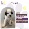 Magali