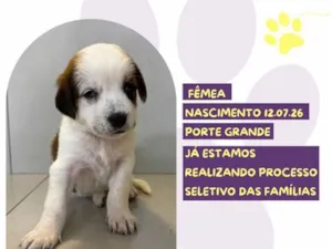 Cachorro raça SRD-ViraLata idade Abaixo de 2 meses nome Magali